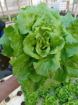 Aquaponics Farm for Sale