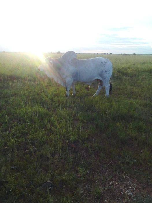 Brahman Stud Bull - 8 years | Agrimar