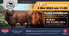 Vlakte Bonsmara 18de Produksieveiling | 3 Mei 2024 | 11:00 | Plaas Doornpan