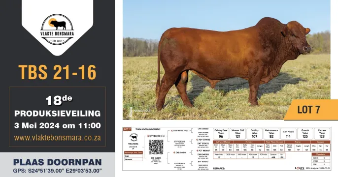 Vlakte Bonsmara 18de Produksieveiling | 3 Mei 2024 | 11:00 | Plaas Doornpan