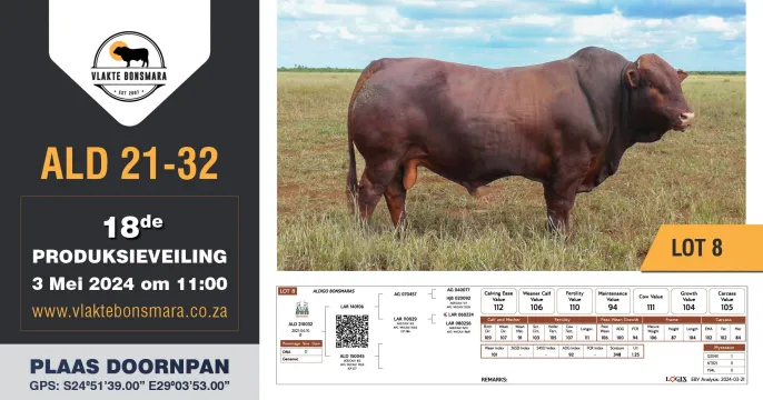 Vlakte Bonsmara 18de Produksieveiling | 3 Mei 2024 | 11:00 | Plaas Doornpan