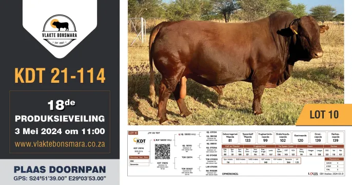 Vlakte Bonsmara 18de Produksieveiling | 3 Mei 2024 | 11:00 | Plaas Doornpan