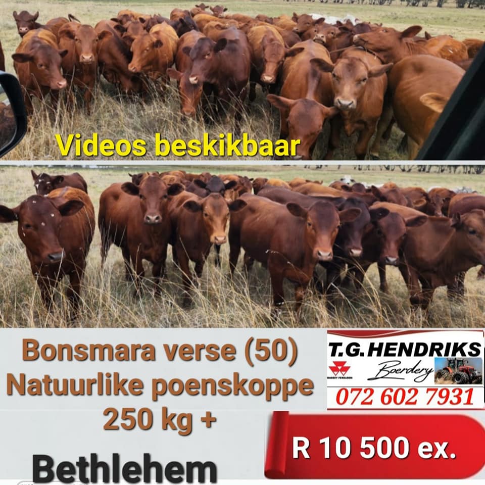 Bonsmara Verse | T.G Hendriks boerdery