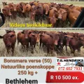 Bonsmara Verse | T.G Hendriks boerdery