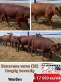 32 Bonsmara verse | T.G Hendriks boerdery