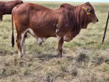 Boran bull calves for sale