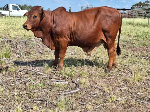 Boran bull calves for sale