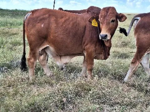 Boran bull calves for sale