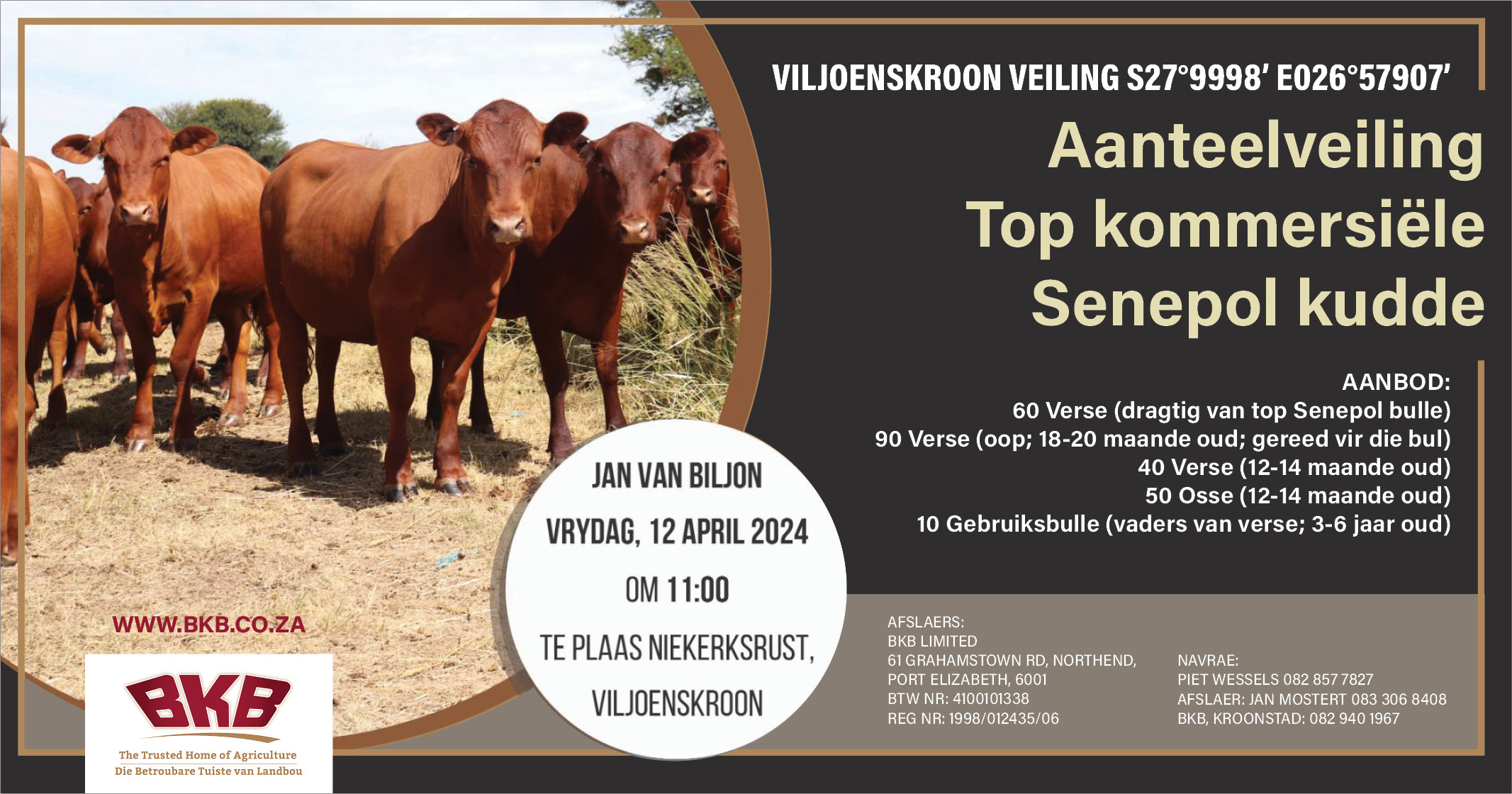 Jan Van Biljon Senepol kudde aanteelveiling | 12 April 2024 | 11:00 | Plaas Niekerkrust