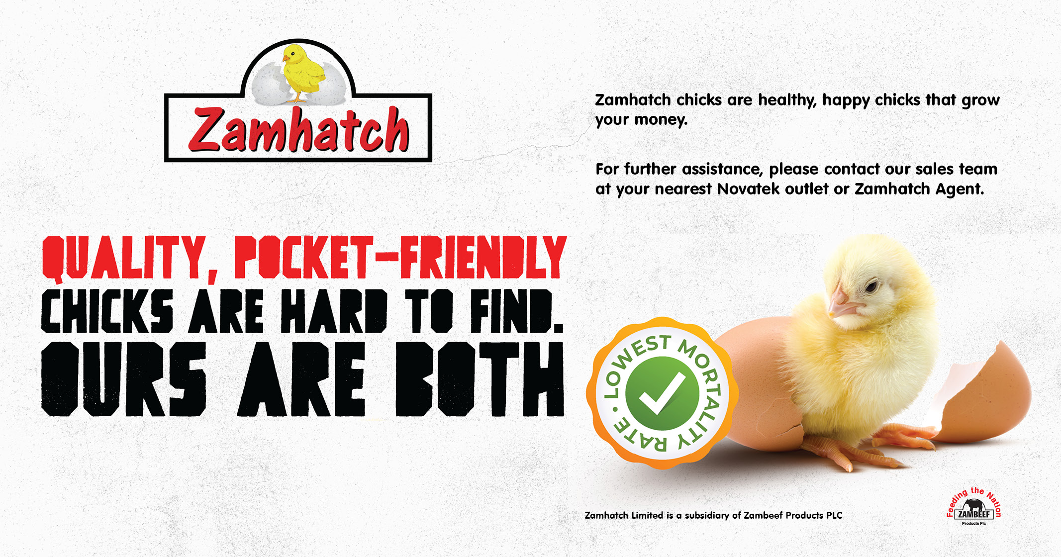 Quality, Pocket-Friendly Chicks Are Hard To Find. Ours Are Both | Zamhatch