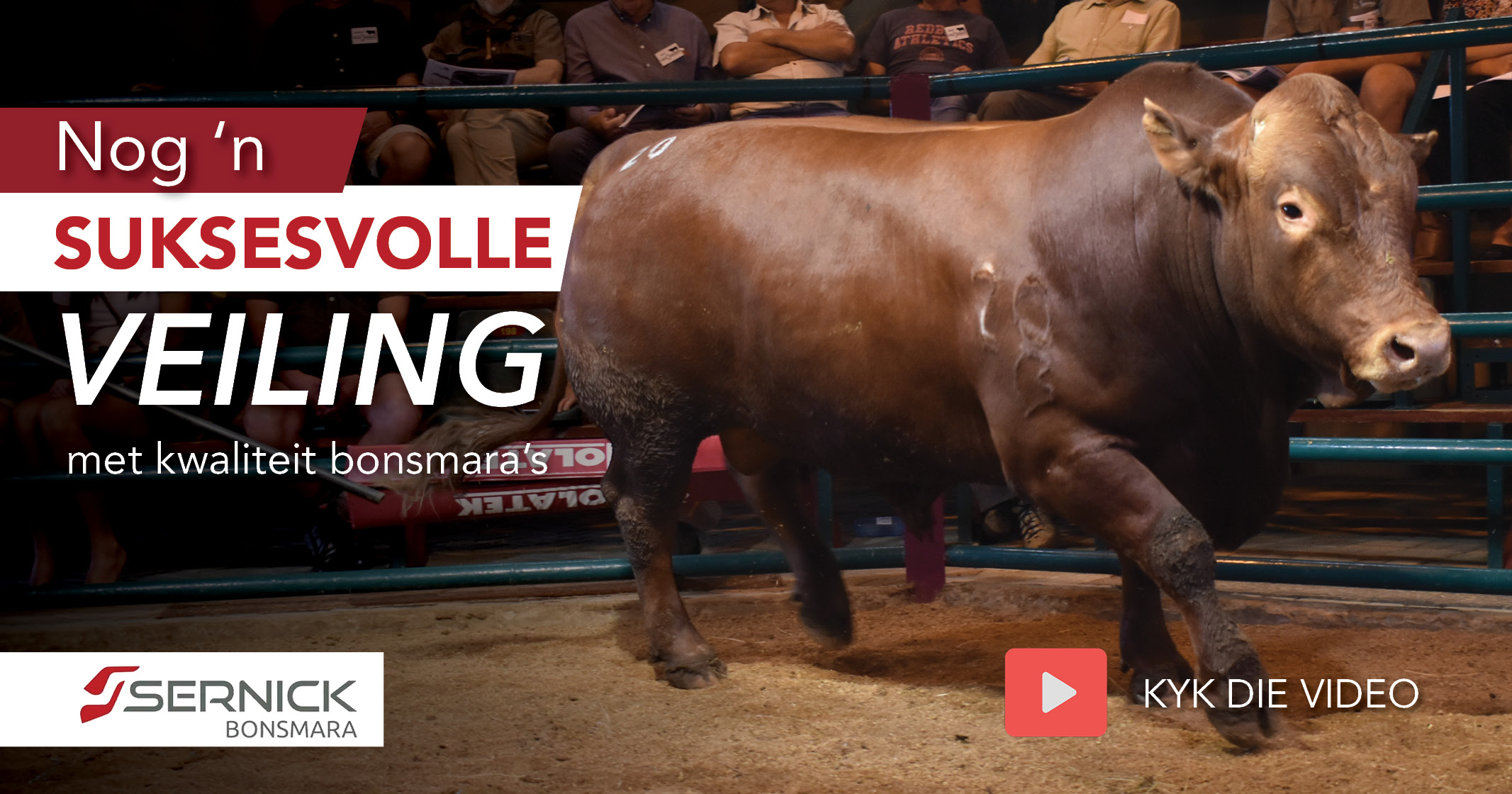 Sernick Bonsmara Aanteelveiling uitslae | 22 Februarie 2024 | Liebenbergstroom – Edenvale