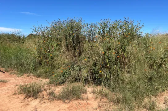 2700 m² vacant land for sale in Ibex Hill (Zambia) | Pam Golding