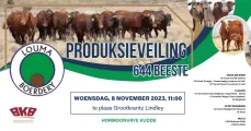 Louma Boerdery Produksieveiling | 8 November 2023 | Grootkrantz, Lindley