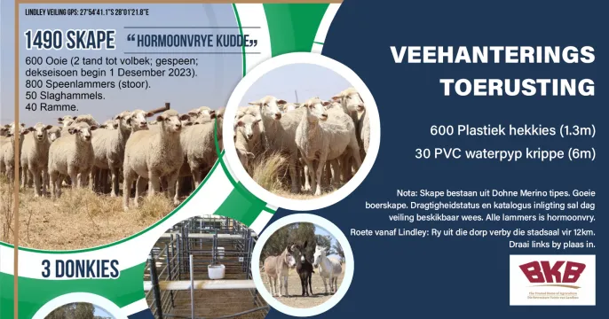 Louma Boerdery Produksieveiling | 8 November 2023 | Grootkrantz, Lindley