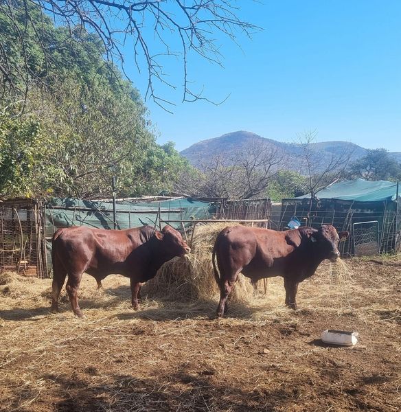 Bonsmara Bulletjies | Agrimar