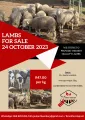 Lambs for Sale