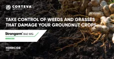 Take control of weeds and grasses that damage your groundnut crops | Corteva Agriscience™