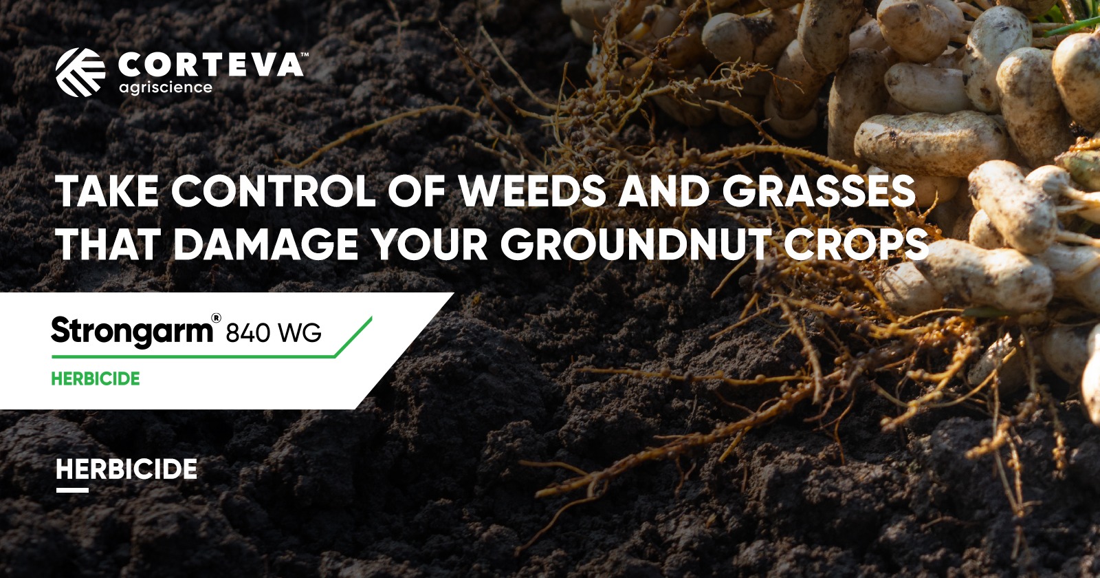 Take control of weeds and grasses that damage your groundnut crops | Corteva Agriscience™