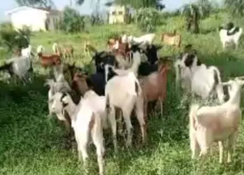 🐐 Goats for sale