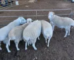 White dorper sheep for sale