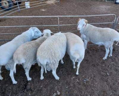 White dorper sheep for sale