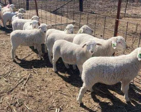 White dorper sheep for sale