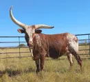 Ankole × Nguni koei | Agrimar