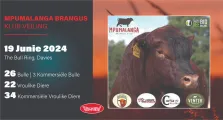 Mpumalanga Brangus Klub Veiling | 19 Junie 2024 | The Bull Ring, Davel
