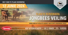 Vlakte Bonsmara Jongbees veiling | 12 Junie 2024 | 11:00 | Plaas Doornpan