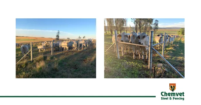 Effective & unyielding stock fencing | Chemvet Steel & Fencing