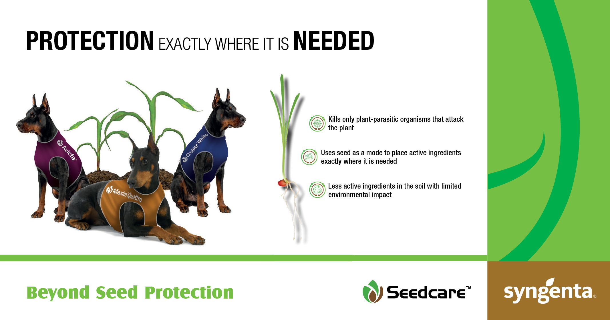 Protection exactly where it is needed | Syngenta Seedcare