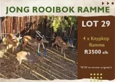 Jong rooibok ramme | Agrimar