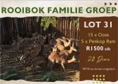 Rooibok familie groep | Agrimar