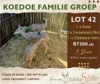 Koedoe familie groep | 3 Diere | Agrimar