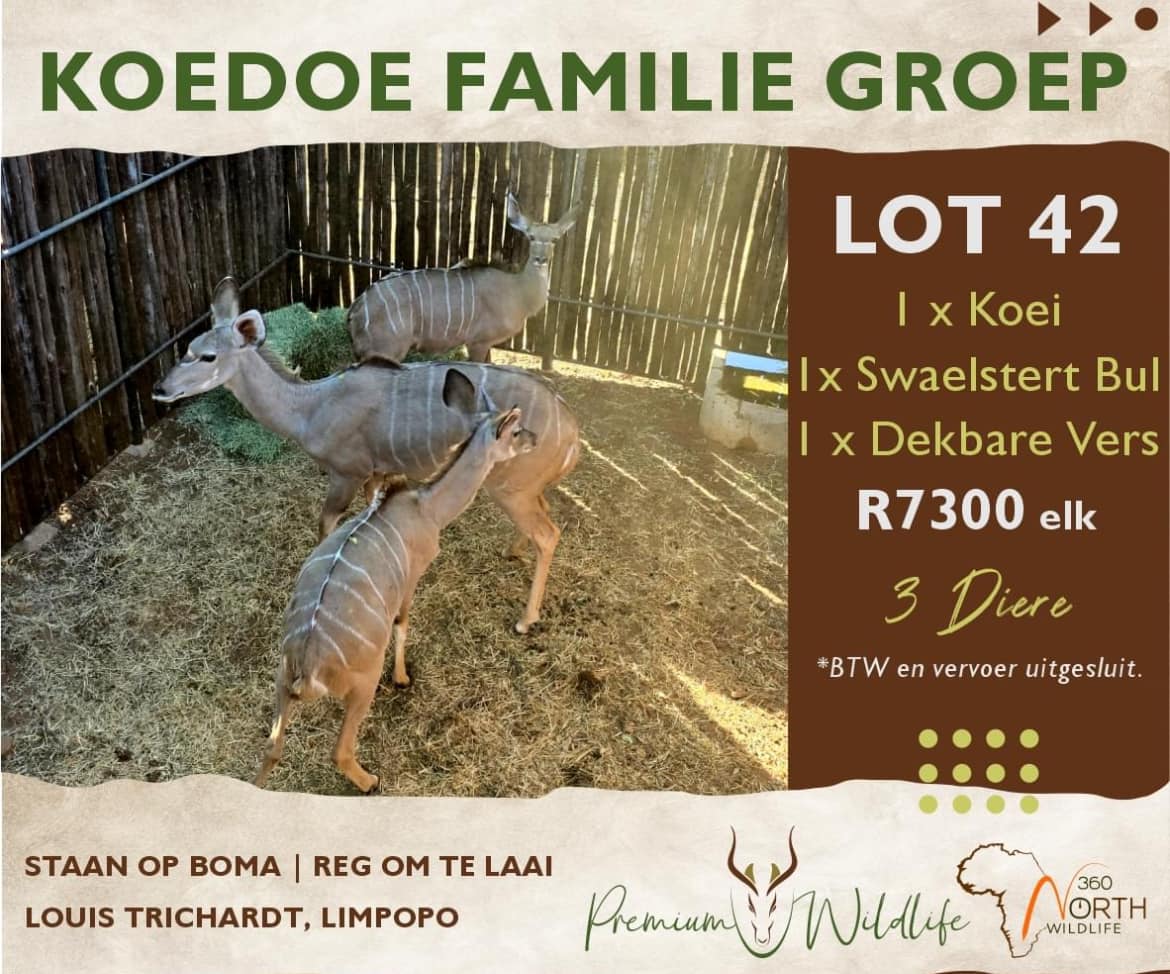 Koedoe familie groep | 3 Diere | Agrimar