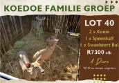 Koedoe familie groep | 4 Diere | Agrimar