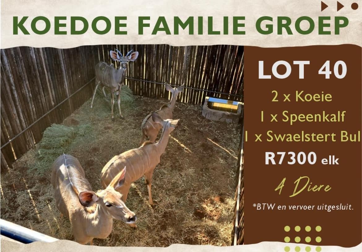 Koedoe familie groep | 4 Diere | Agrimar