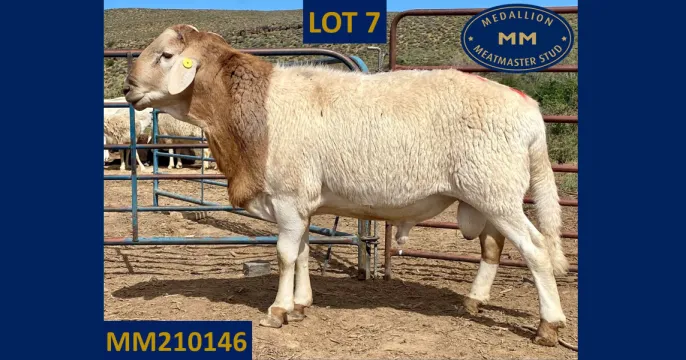 Pinnacle Meatmasters | 27 Oktober 2023 | George, Wes-Kaap