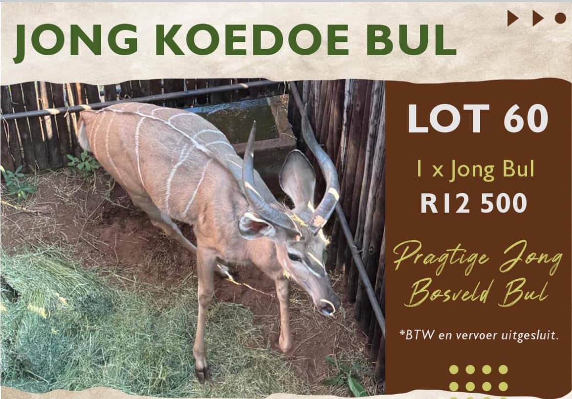 Jong Koedoe bul | Agrimar