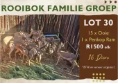 Rooibok familie groep | 16 Diere | Agrimar
