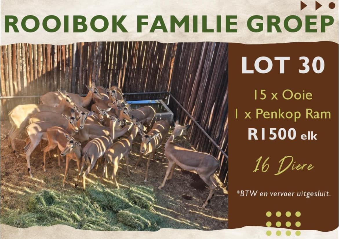 Rooibok familie groep | 16 Diere | Agrimar
