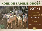 Koedoe familie groep | 5 Diere | Agrimar