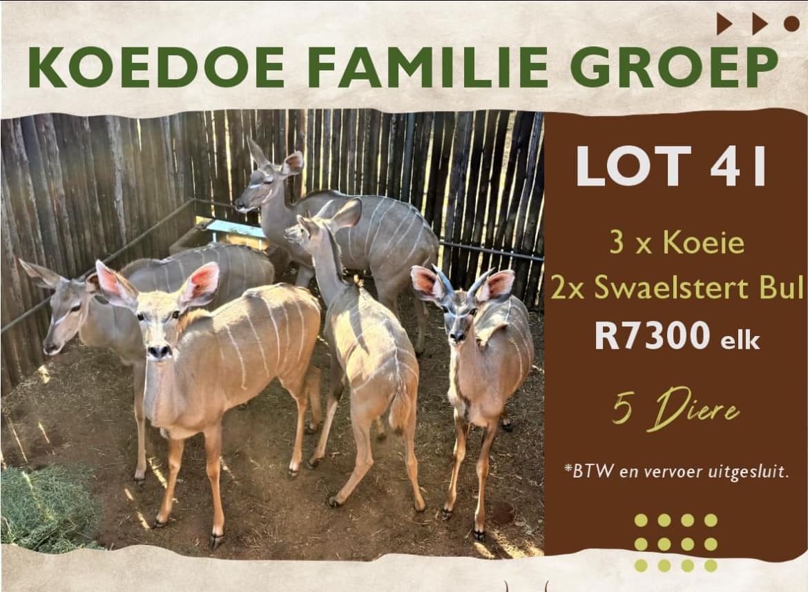 Koedoe familie groep | 5 Diere | Agrimar
