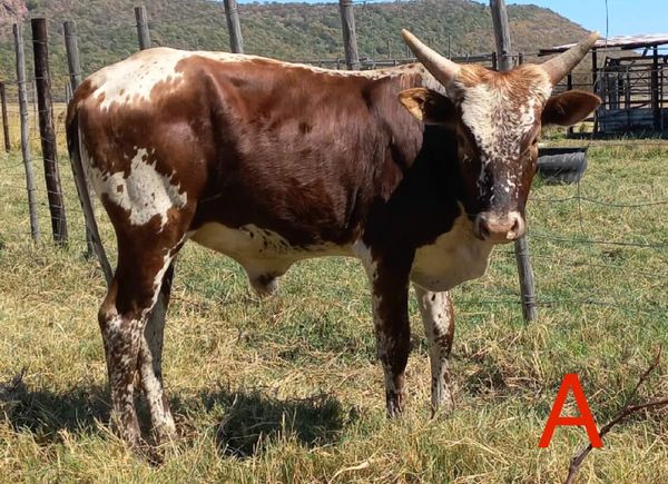 Ankole/Ngunikruisings. Al vier die koeie is dragtig | Agrimar