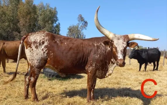 Ankole/Ngunikruisings. Al vier die koeie is dragtig | Agrimar