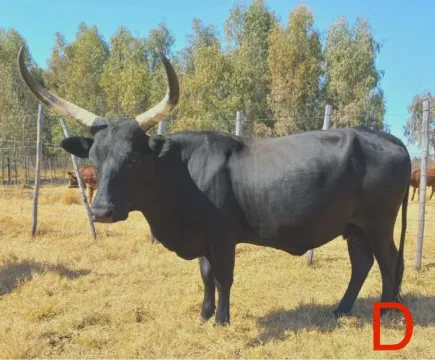 Ankole/Ngunikruisings. Al vier die koeie is dragtig | Agrimar