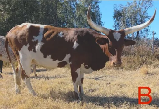 Ankole/Ngunikruisings. Al vier die koeie is dragtig | Agrimar