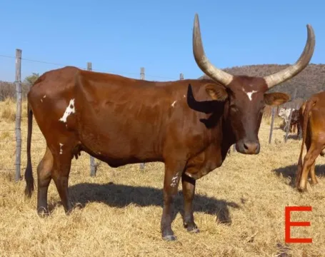 Ankole/Ngunikruisings. Al vier die koeie is dragtig | Agrimar