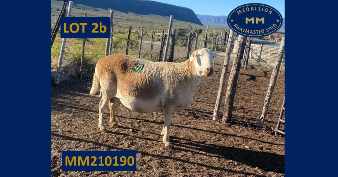 Pinnacle Meatmasters | 27 Oktober 2023 | George, Wes-Kaap