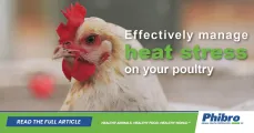 Managing the effect of heat on poultry performance | Phibro